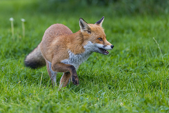 The red fox, Vulpes vulpes