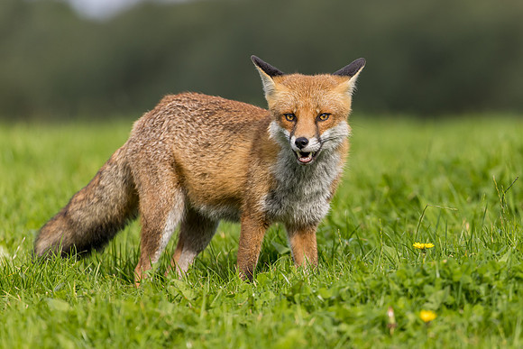 The red fox, Vulpes vulpes