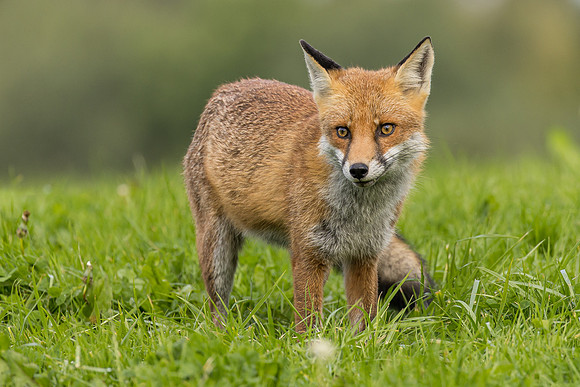 The red fox, Vulpes vulpes
