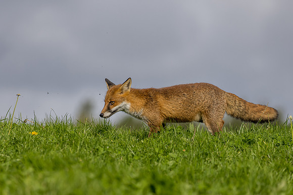 The red fox, Vulpes vulpes