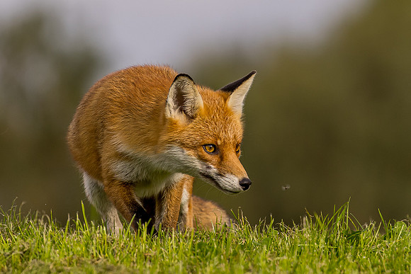 The red fox, Vulpes vulpes