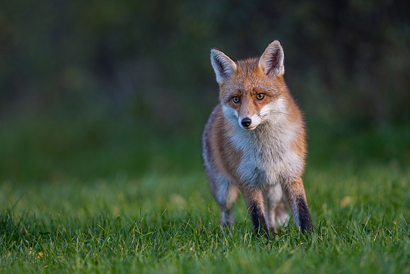 The red fox, Vulpes vulpes