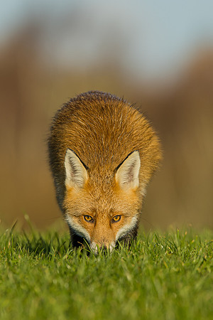 The red fox, Vulpes vulpes