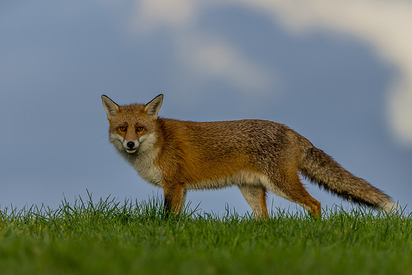 The red fox, Vulpes vulpes