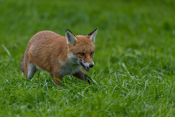 The red fox, Vulpes vulpes