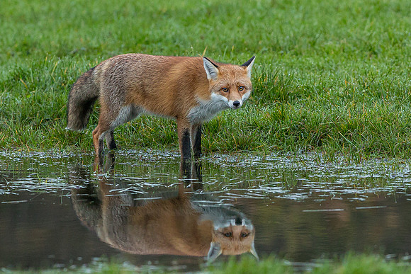 The red fox, Vulpes vulpes