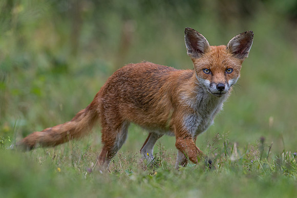 The red fox, Vulpes vulpes