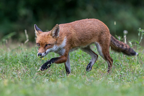 The red fox, Vulpes vulpes