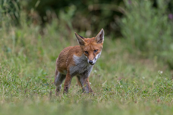 The red fox, Vulpes vulpes