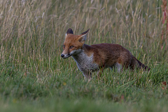 The red fox, Vulpes vulpes