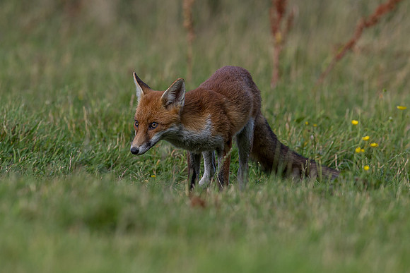 The red fox, Vulpes vulpes
