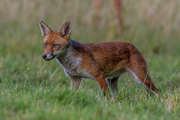 The red fox, Vulpes vulpes