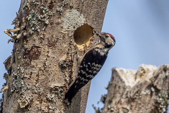 20250531-Matley NF-013