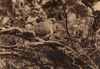 img005-Edit