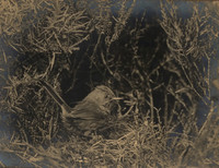img009-Edit