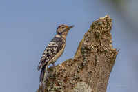 20250531-Matley NF-017