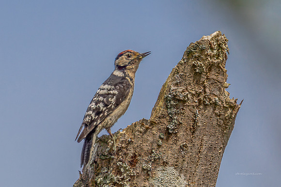 20250531-Matley NF-017