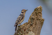 20250531-Matley NF-018