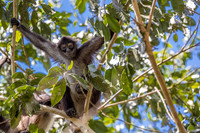 Spider monkey, Guatemala