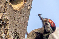 20250531-Matley NF-009