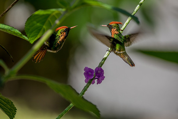 crested coquette hummingbird