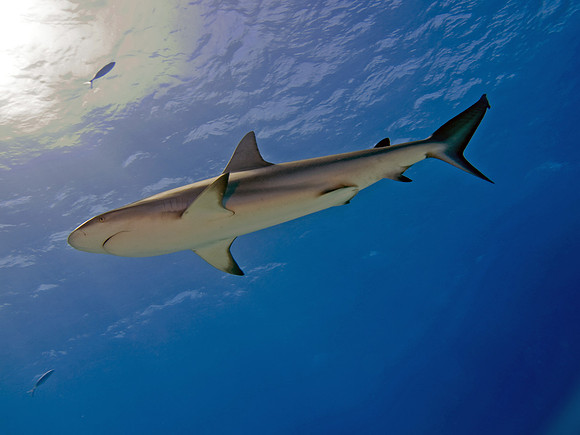 Caribbean grey reef shark