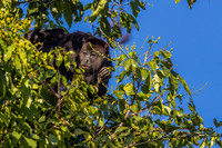 Black howler monkey, Guatemala