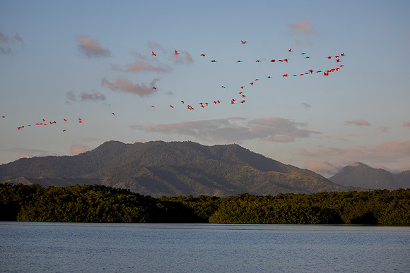 scarlet ibis caroni swamp, Trinidad and Tobago