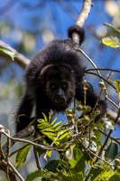 Black howler monkey, Guatemala