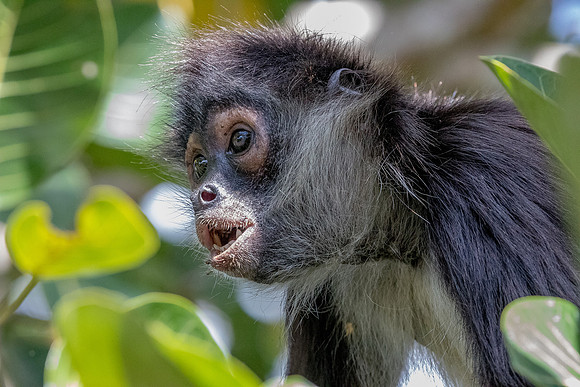 spider monkey