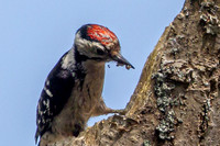 20250531-Matley NF-012