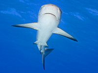 shark2