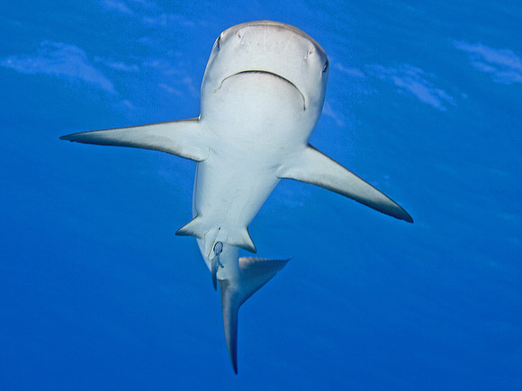 shark2