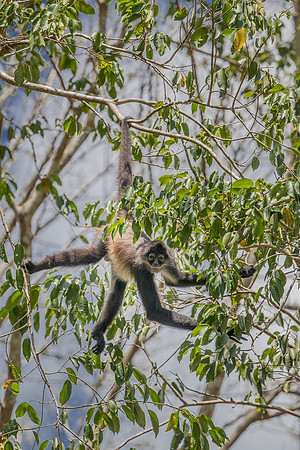 spider monkey classic pose