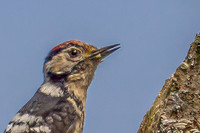 20250531-Matley NF-018