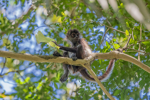 spider monkey