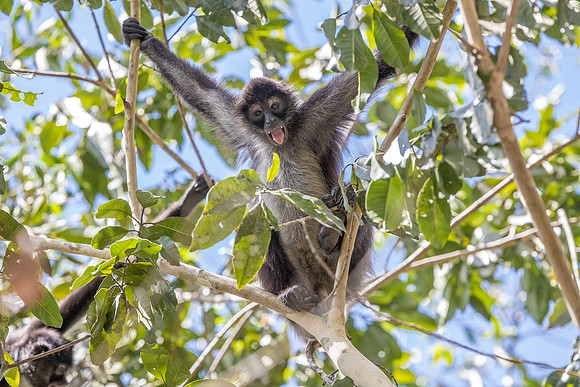 Spider monkey, Guatemala