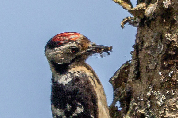20250531-Matley NF-023