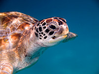 green turtle
