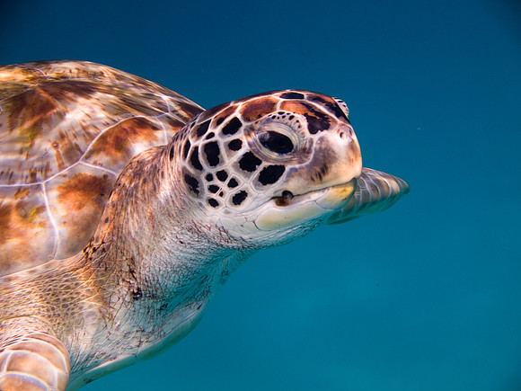 green turtle
