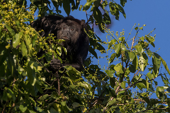 Black howler monkey, Guatemala