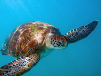 turtle