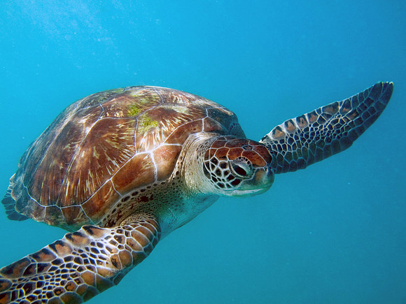 turtle