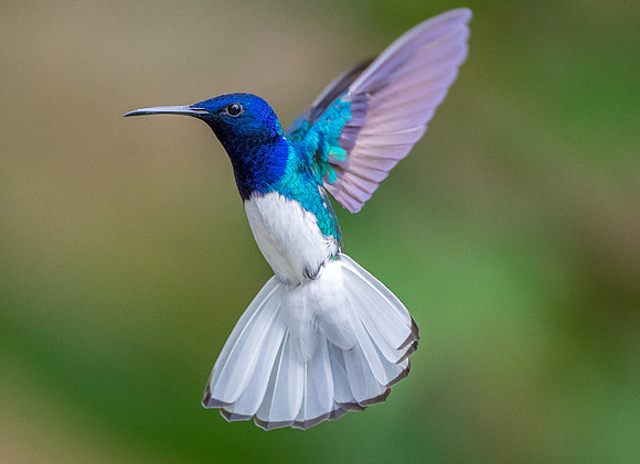 white necked Jacobin hummingbird, Trinidad and Tobago