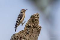 20250531-Matley NF-015