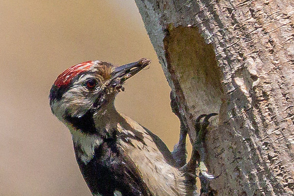 20250531-Matley NF-074
