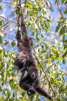 Spider monkey, Guatemala