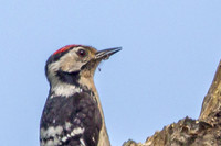 20250531-Matley NF-011