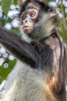spider monkey
