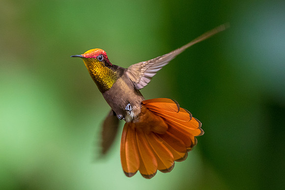 ruby topaz hummingbird Trinidad and Tobago